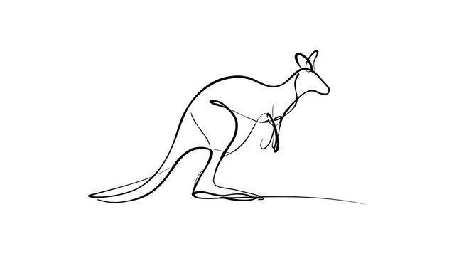 Kangaroo line drawing illustration white background.