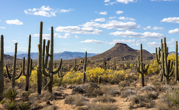 Panoramic View Of Sonoran Desert At Spring Time In Scottsdale AZ