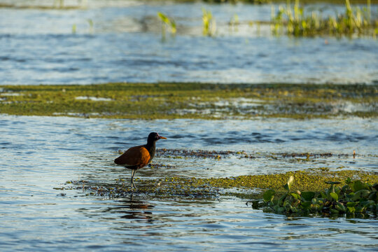 Jacana en el Ba&ntilde;ado la estrella.