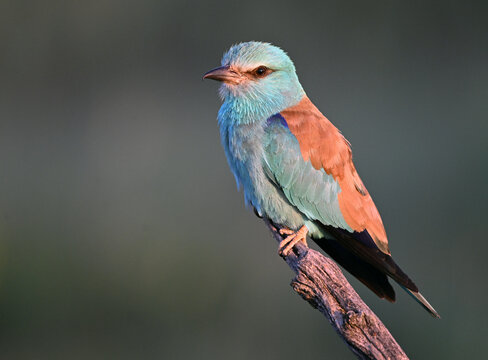 a european roller with beautiful blue colors in the wild