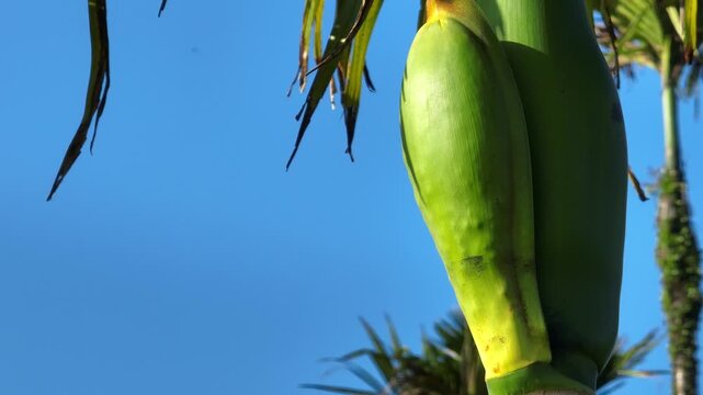Areca palm nuts grow on tree 