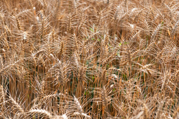 Obraz premium Crop field. Seed ripe nature background. Golden crop and ear of wheat. Farmland with field of rye in summer. Agriculture wheat field. Field on an agriculture farm. Farming