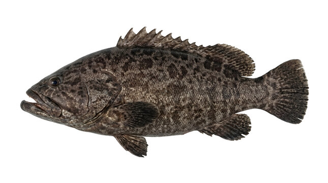 Isolated black grouper fish with dark mottled skin on a transparent background, side view.