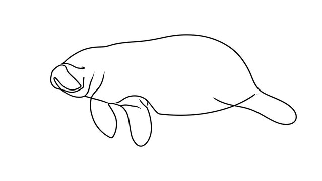 Manatee line drawing on white background.