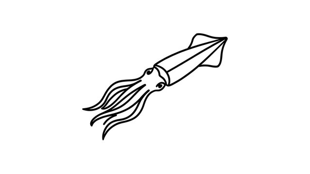 Squid illustration on white background.