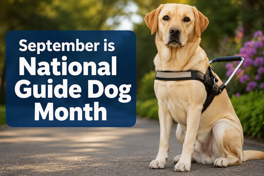 September is National Guide Dog Month with Labrador Retriever in Harness