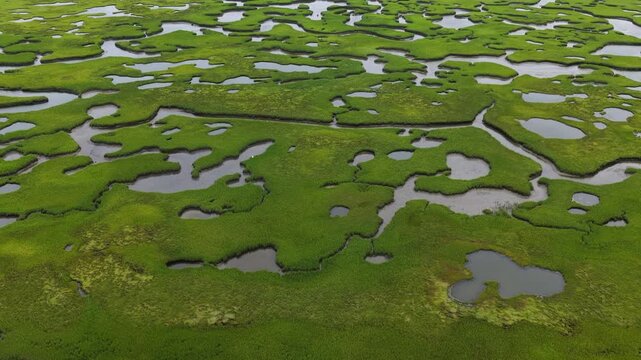 Narrow channels meander through an extensive salt marsh in Pleasant Bay, Cape Cod. Marshes provide critical habitat for many birds, fish, and marine invertebrates to feed, mate, and nest.
