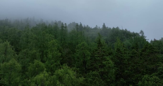 Aerial view of foggy forest mountain landscape in spring