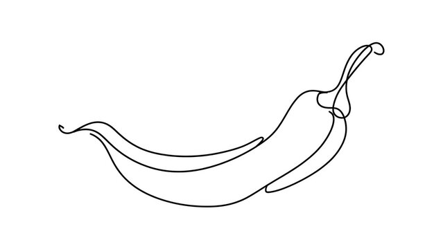 Hand drawn chili pepper illustration white background.