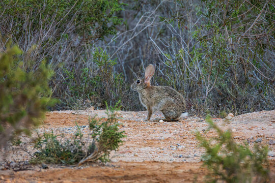 conejo