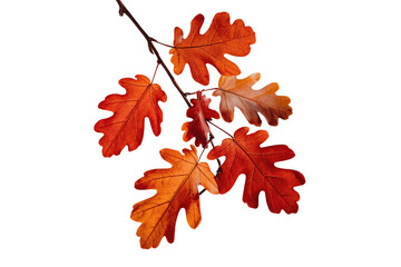 Fototapeta premium Hanging cluster of bright orange oak leaves