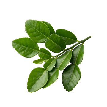 Fresh Green Kaffir Lime Leaves on Black Background - Citrus Hystrix Leaves for Aromatic Thai Cooking