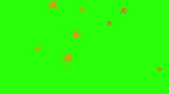 animated video of dry leaves falling on a green screen, dry leaves spinning and falling down with moderate intensity, can be used for things related to the dry season or autumn