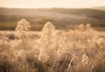 Obraz premium Dry golden field plants and tall grass illuminated by warm sunlight during a hazy sunset or sunrise, the natural environment creates a tranquil and peaceful outdoor landscape