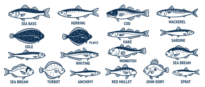 Collection of Hand-Drawn Fish Species Illustrations Isolated