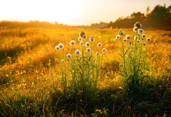 Obraz premium Wildflower meadow at golden hour with globe thistles and warm sunlight, nature and outdoor landscape
