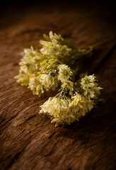 Obraz premium Small white flowers with green stems on a rustic wooden table, natural light, dark background, spring season