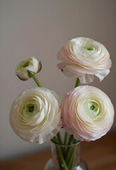 Fototapeta premium Delicate ranunculus flowers in a glass vase, soft pastel petals, elegant floral arrangement, Natural light, home decor
