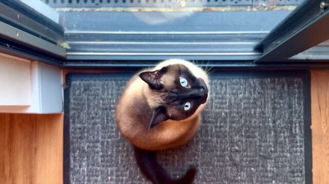 siamese cat sitting on grey mat in front of glass door view from above top down