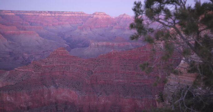 Grand Canyon Sunrise Through Pinyon Pine