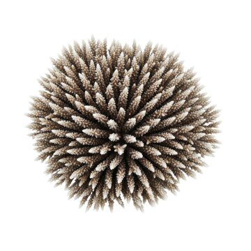 Banksia seed pod isolated on white.