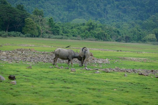Endangered Wildlife Grazing in Lush Green Valley with Mountains