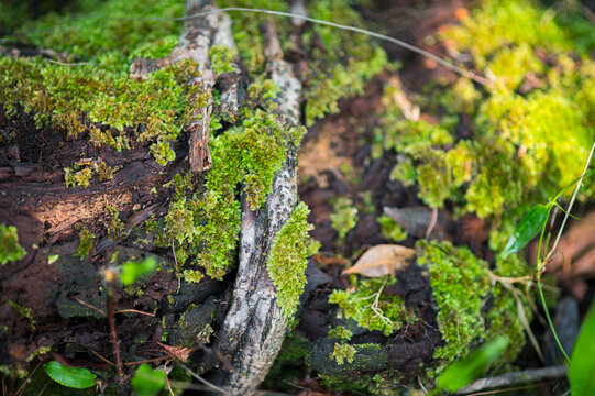 Close-Up of Moss and Bark on a Log in a Natural Forest Setting