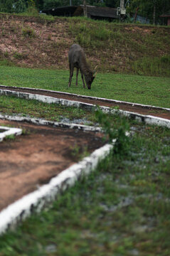Deer Grazing in a Scenic Landscape Near Yai Tourist Attractions