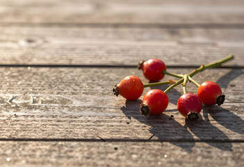 Obraz premium Fresh red rose hips with water drops on a rustic wooden table in warm sunlight autumn harvest and natural health, this image concepts of autumn harvest natural health and traditional herbal
