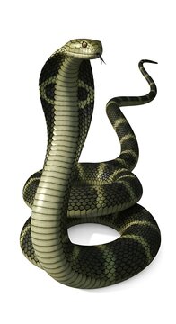 King cobra snake in defensive striking pose on white background