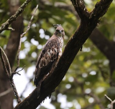 red tailed hawk
 a Changeable Hawk-Eagle (Nisaetus cirrhatus), also known as the crested hawk-eagle,