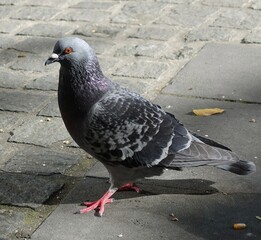pigeon in the city © Noor