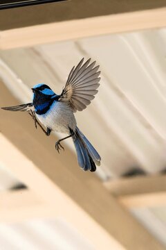 Male Superb Fairy-wren (Malurus cyaneus) attacking its reflection in window glass, South Australia