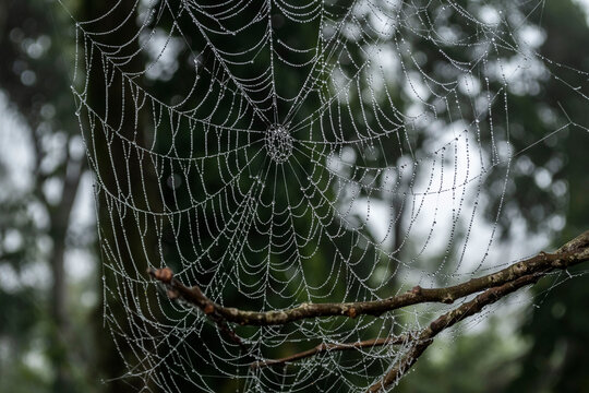 Teia de aranha com got&iacute;culas de orvalho