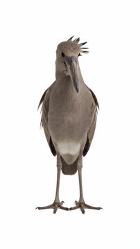 video of the Boat-billed Heron (Cochlearius cochlearius) depicted in the reference image. The heron stands perfectly centered on a seamless, bright white background, its unusual, broad