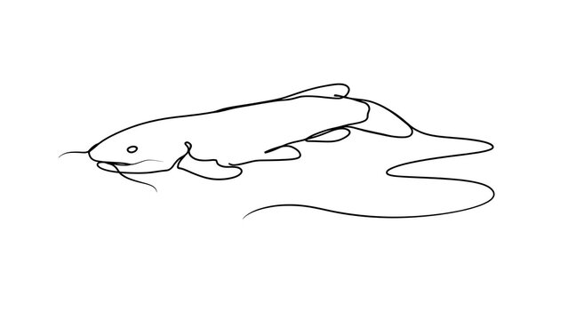 Simple line drawing of a catfish on white background.