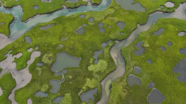 A maze of channels meander through an extensive salt marsh in Pleasant Bay, Cape Cod. Marshes provide critical habitat for many birds, fish, and marine invertebrates to feed, mate, and nest.