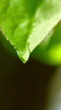 Clear water drop dripping from a vibrant green leaf