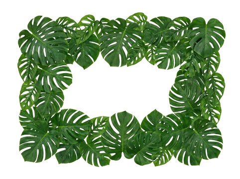 Frame monstera leaves tropical in border nature foliage of plant green copy space white background
