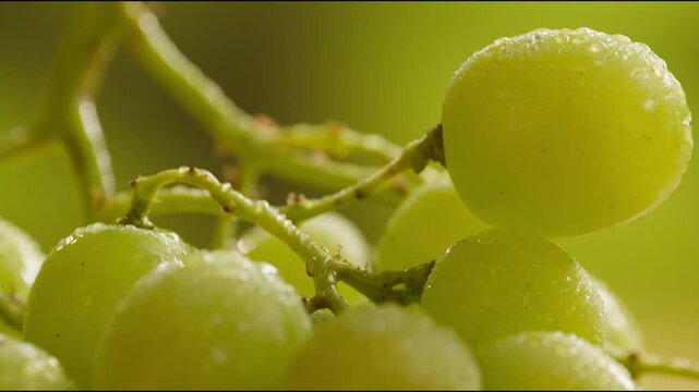 Red grape, spanish supermarket food, Close-up green grape cluster on vine in the vineyard. Stock Photo
