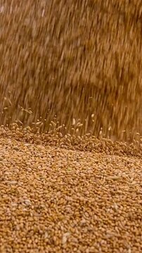 Raw Wheat Grains Pouring After Harvest in Agriculture