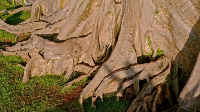 Bali Famous landmark and popular travel destination Bayan Ancient 700 years old Tree on nature background Bali, Indonesia 4K Aerial view
