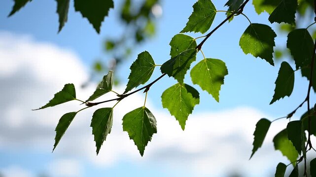 Close up of green birch tree leaves on a branch against a bright blue sky with white clouds, gently swaying in the soft breeze.