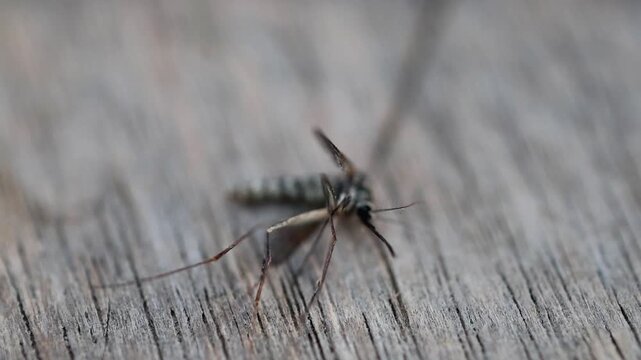 Gorgeous natural sunlight on close up of dead mosquito insect lying on surface 180fps Captured in Cinematic High Detail Footage