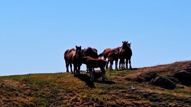 Camera slowly cranes up on herd of horses with foals grazing on mountain ridge revealing layered Pyrenees peaks behind