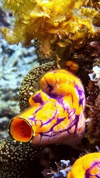 Group of vibrant orange tunicates with purple veins grows on encrusted coral rock