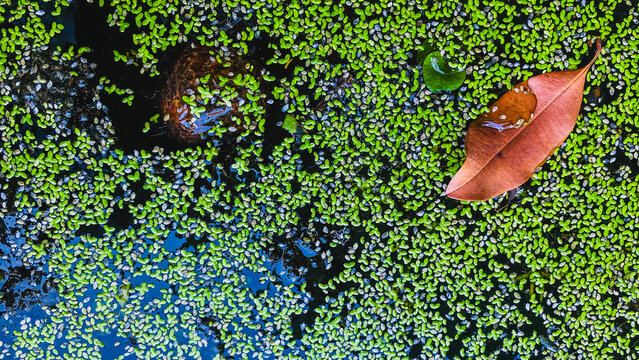 Top view wide shot of a reddish-brown fallen leaf floating on a pond surface covered in green duckweed.
