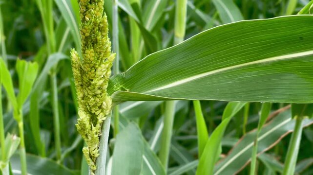 Close-up of green sorghum crop growing in a fertile agricultural field