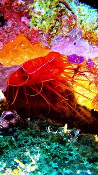 Red feather duster worm extends tentacles amid colorful sponges on coral reef