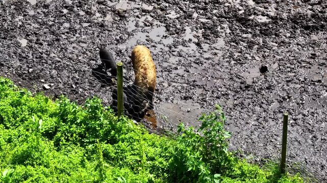Fluffy wild boar-like pig happily rooting around and drinking from a muddy puddle on a farm